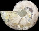 Cut Ammonite Fossil (Half) - Agatized #43646-1